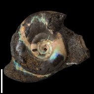 Kachpurites  fulgens