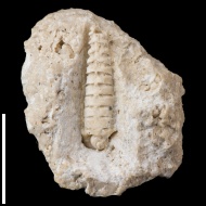 Pseudorthoceras  sp.