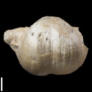 Chaoiella  sp.