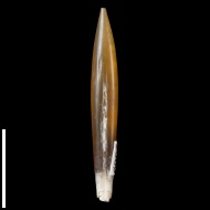 Hibolites  sp.