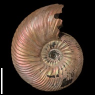 Quenstedtoceras  sp.