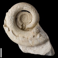 Omphalotrochus  canaliculatus