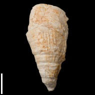 Pseudobradyphyllum  nikitini