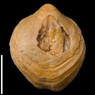 Cleiothyridina  sp.