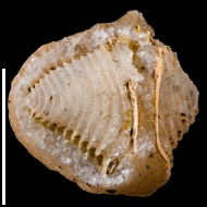Cleiothyridina  sp.