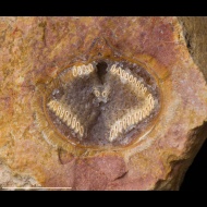 Cleiothyridina  sp.
