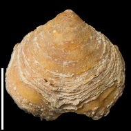 Cleiothyridina  sp.