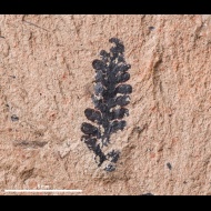 Permophyllocladus  polymorphus