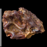 Uralerpeton  tverdokhlebovae