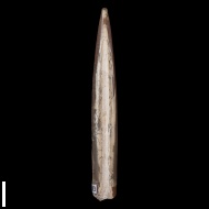 Lagonibelus (Holcobeloides)  sp.