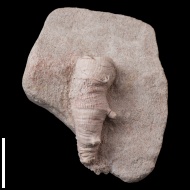 Pseudobradyphyllum  serpens