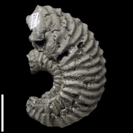 Quenstedtoceras  sp.