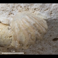 Straparollus (Euomphalus)  sp.