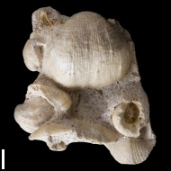 Chaoiella  sp.