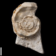 Straparollus (Euomphalus)  sp.