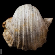 Gigantoproductus  crassus