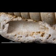 Dentalium  sp.