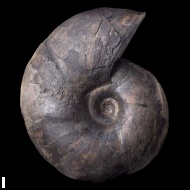 Anadesmoceras  vladimirovi