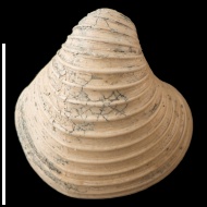 Astarte (Trautscholdia)  cordata (Trautschold, 1860)