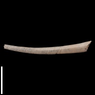Laevidentalium  sp.