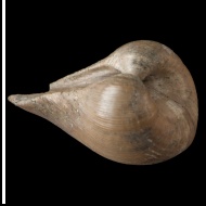 Phaenodesmia  rouillieri (Nikitin, Borisiak, 1904)