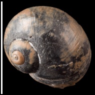 Naricopsina  gerassimovi (Beisel, 1983) 