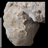 Aulopora  macrostoma