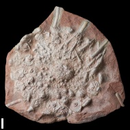 Archaeocidaris  rossica