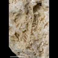 Penniretipora  sp.