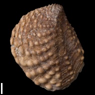 Quadratotrigonia  sp.