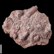 Archaeocidaris  rossica