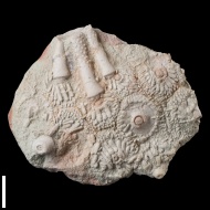 Archaeocidaris  rossica