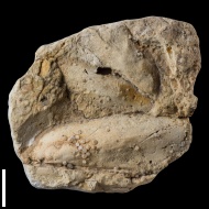 Gervillia  mytiloides