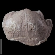 Linoproductus  sp.