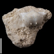 Kozlowskia  borealis