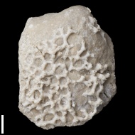 Aulopora  macrostoma