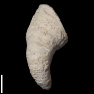 Pseudobradyphyllum  nikitini