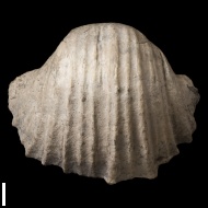 Gigantoproductus  crassus