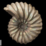 Arcthoplites  gerassimovi