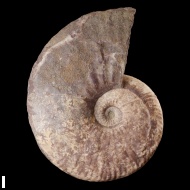 Deshayesites  sp.