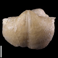Choristites  sp.