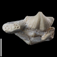 Brachythyrina  sp.