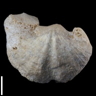 Neospirifer  sp.