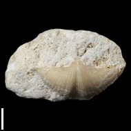 Brachythyrina  strangwaysi