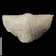 Brachythyrina  sp.