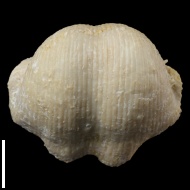 Muirwoodia  pseudoartiensis