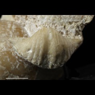 Brachythyrina  sp.