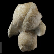 Choristites  sp.
