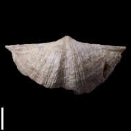 Neospirifer  sp.
