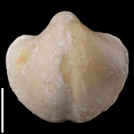 Cleiothyridina  sp.